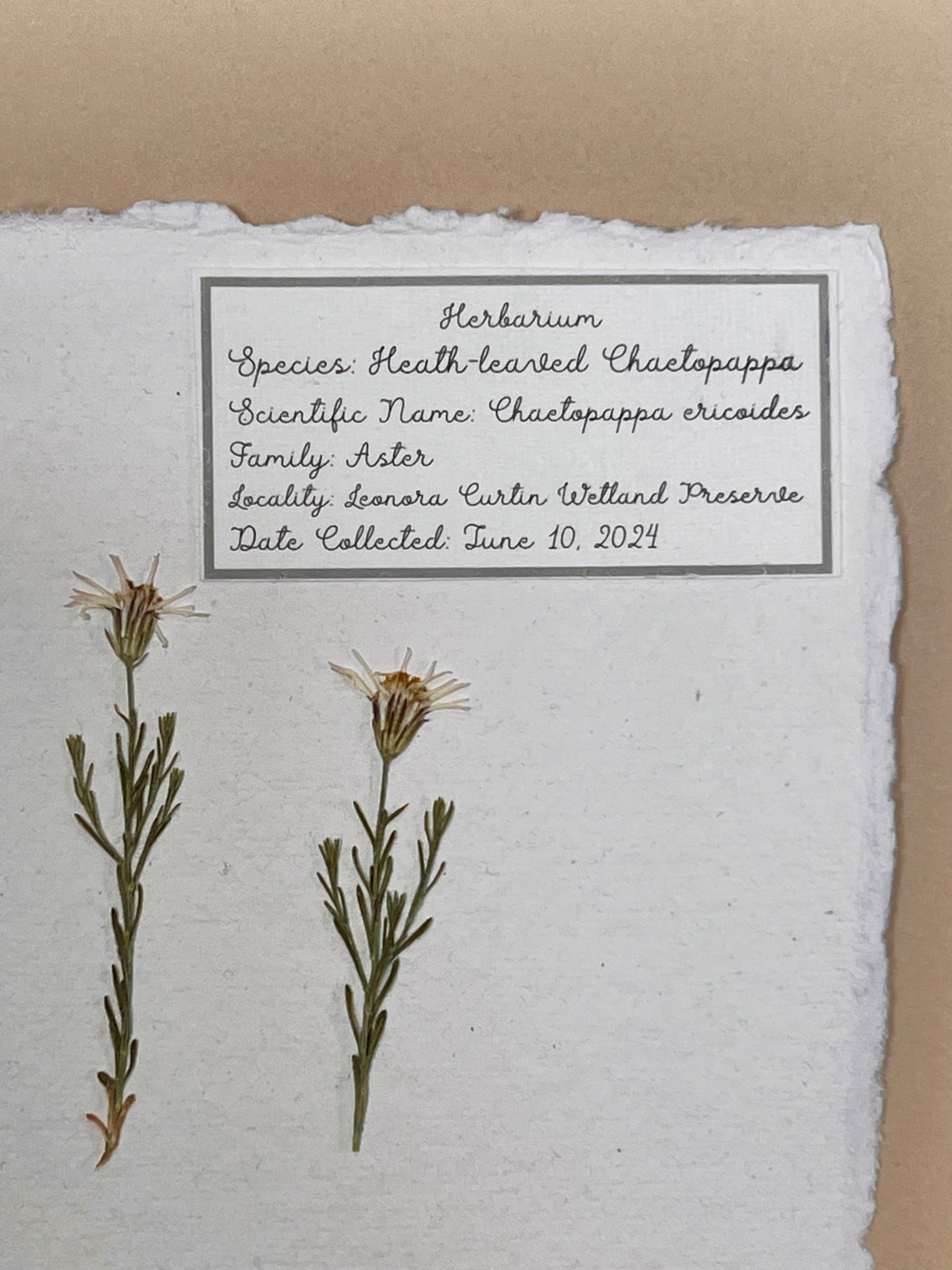 Heath-leaved chaetopappa ~ Herbarium ~ 8 x 10