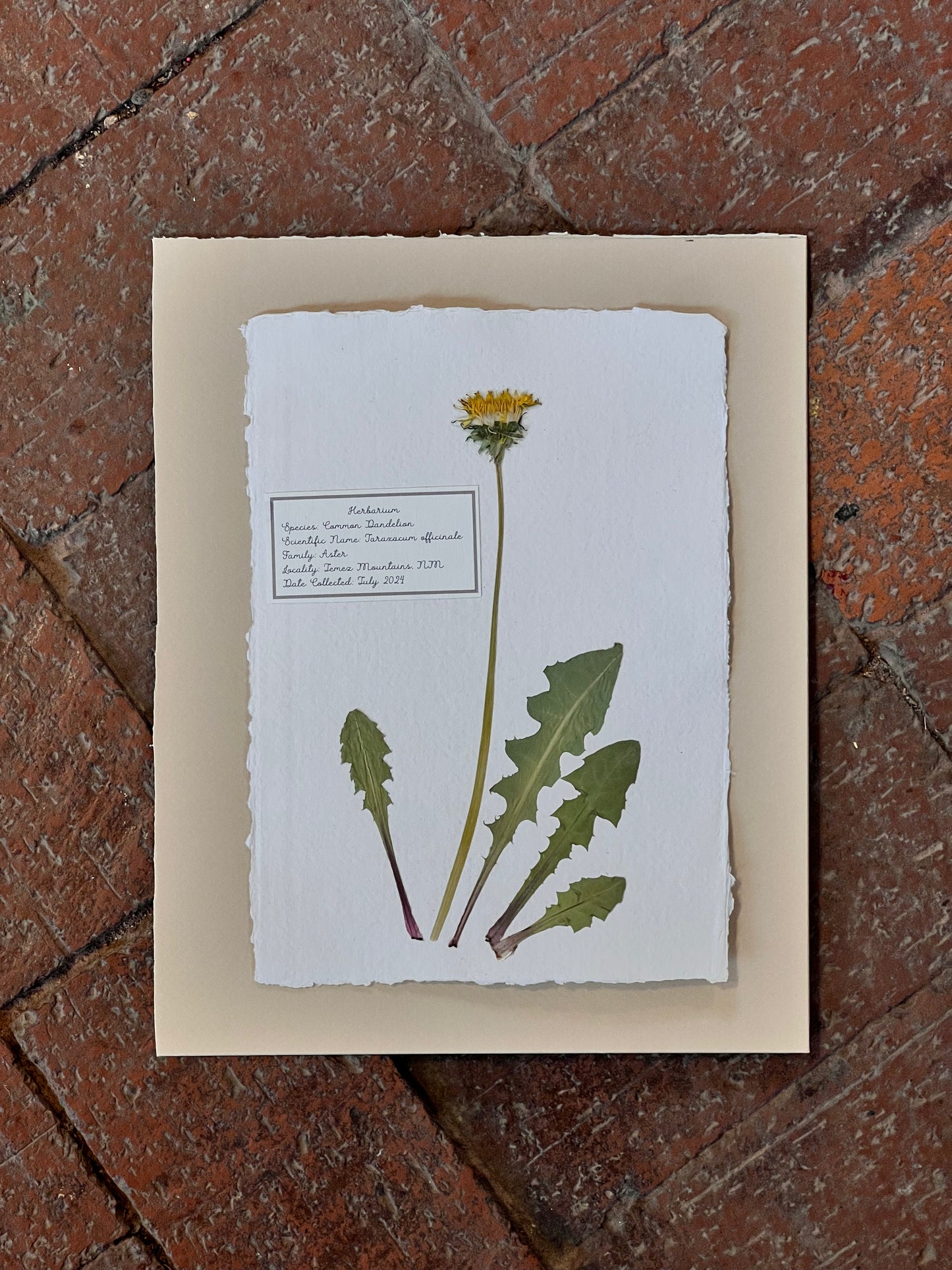 Common Dandelion ~ Herbarium ~ 8 x 10