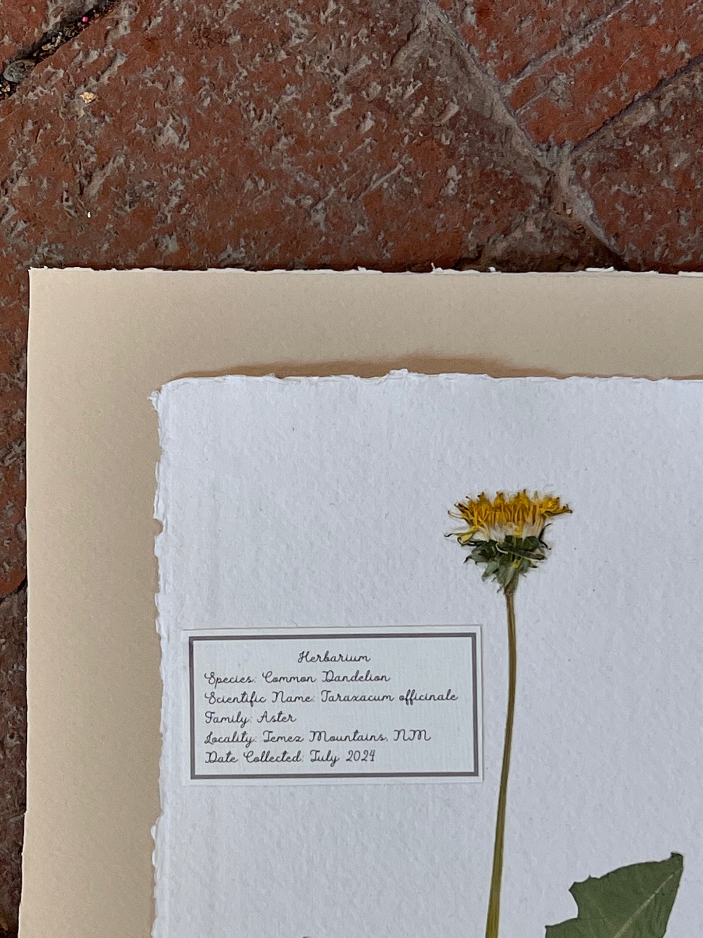 Common Dandelion ~ Herbarium ~ 8 x 10