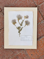 Apache Plume ~ Herbarium ~ 8 x 10