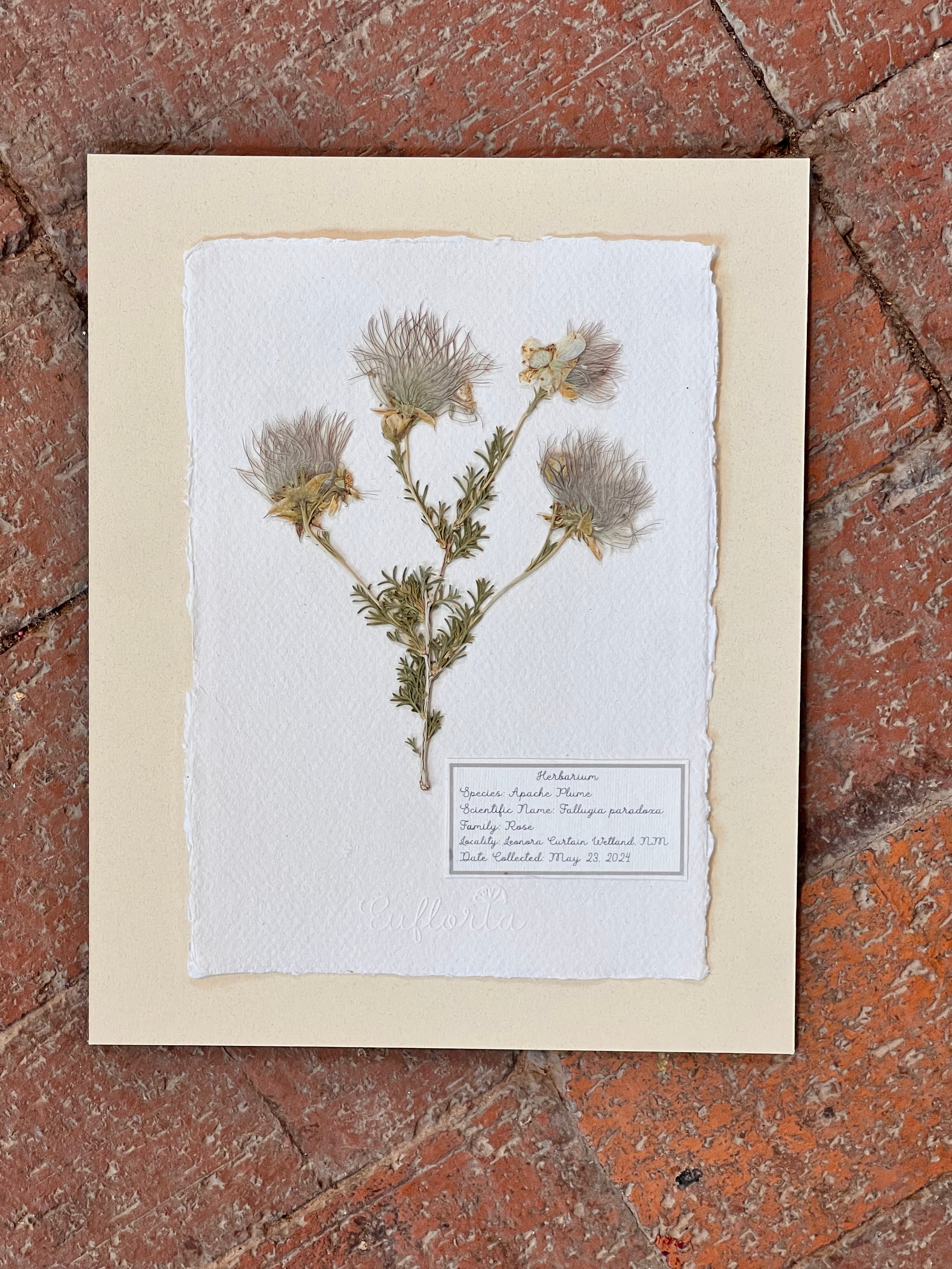 Apache Plume ~ Herbarium ~ 8 x 10