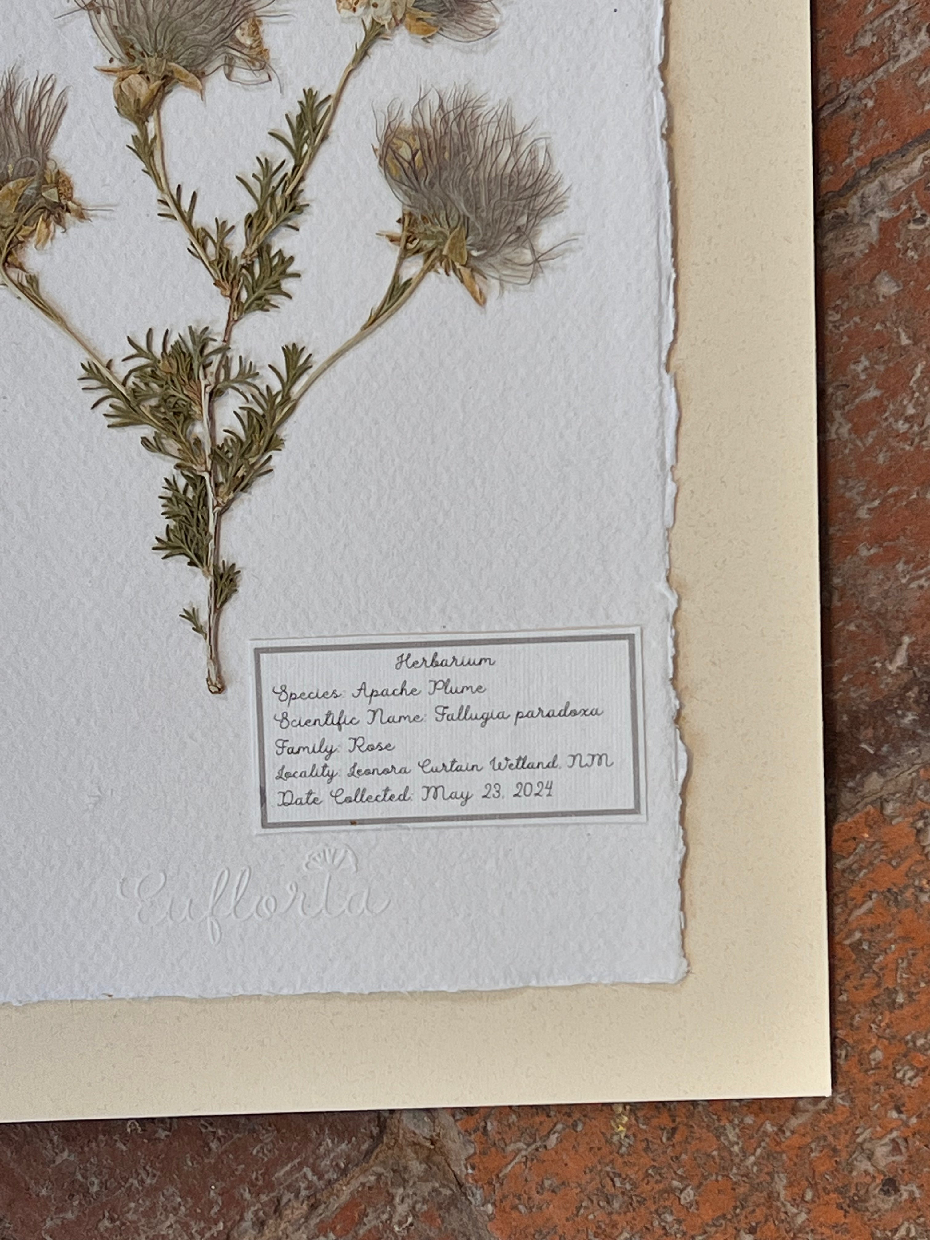 Apache Plume ~ Herbarium ~ 8 x 10