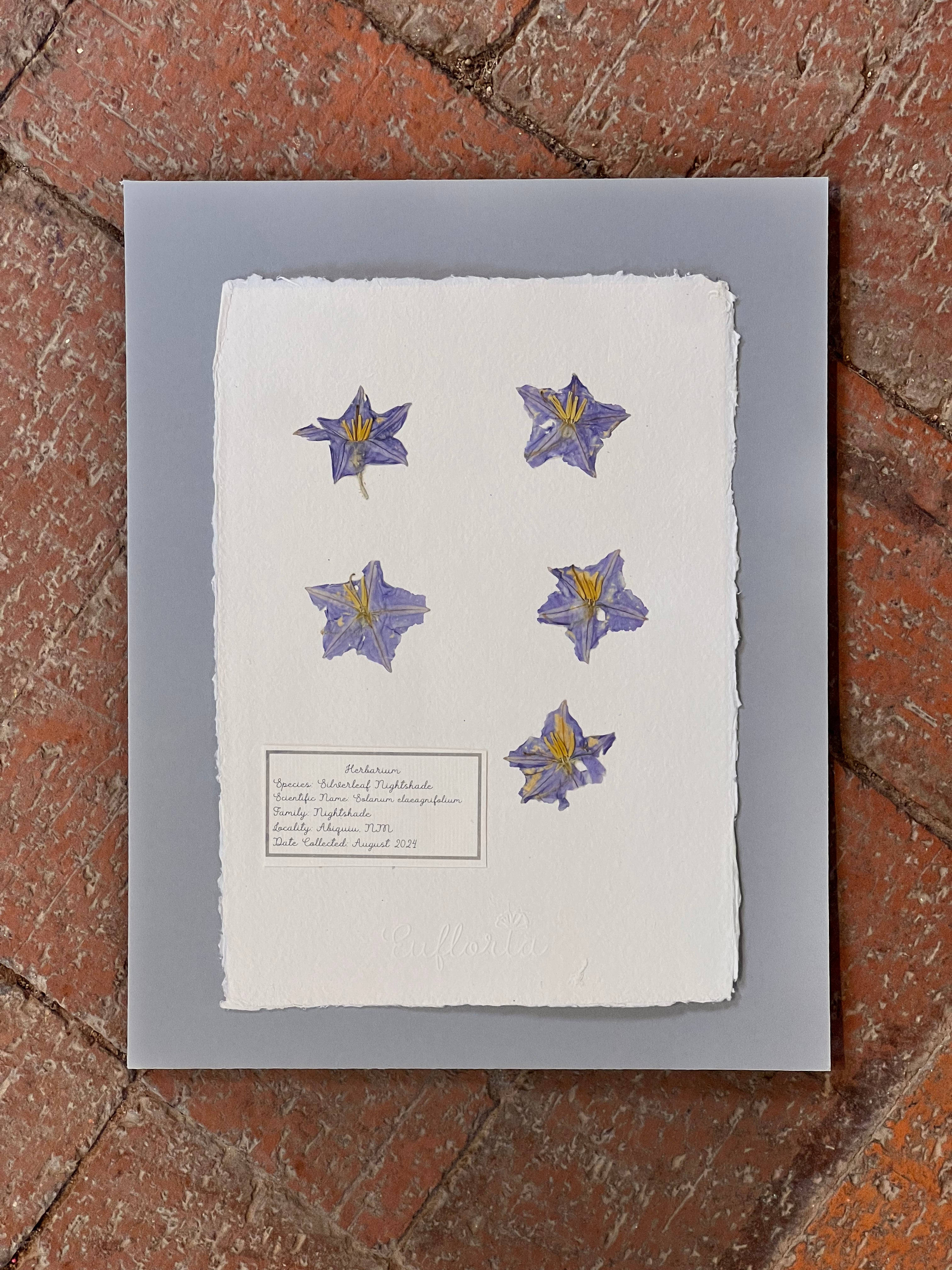 Herbarium ~ Silverleaf Nightshade ~ 8 x 10