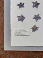 Herbarium ~ Silverleaf Nightshade ~ 8 x 10