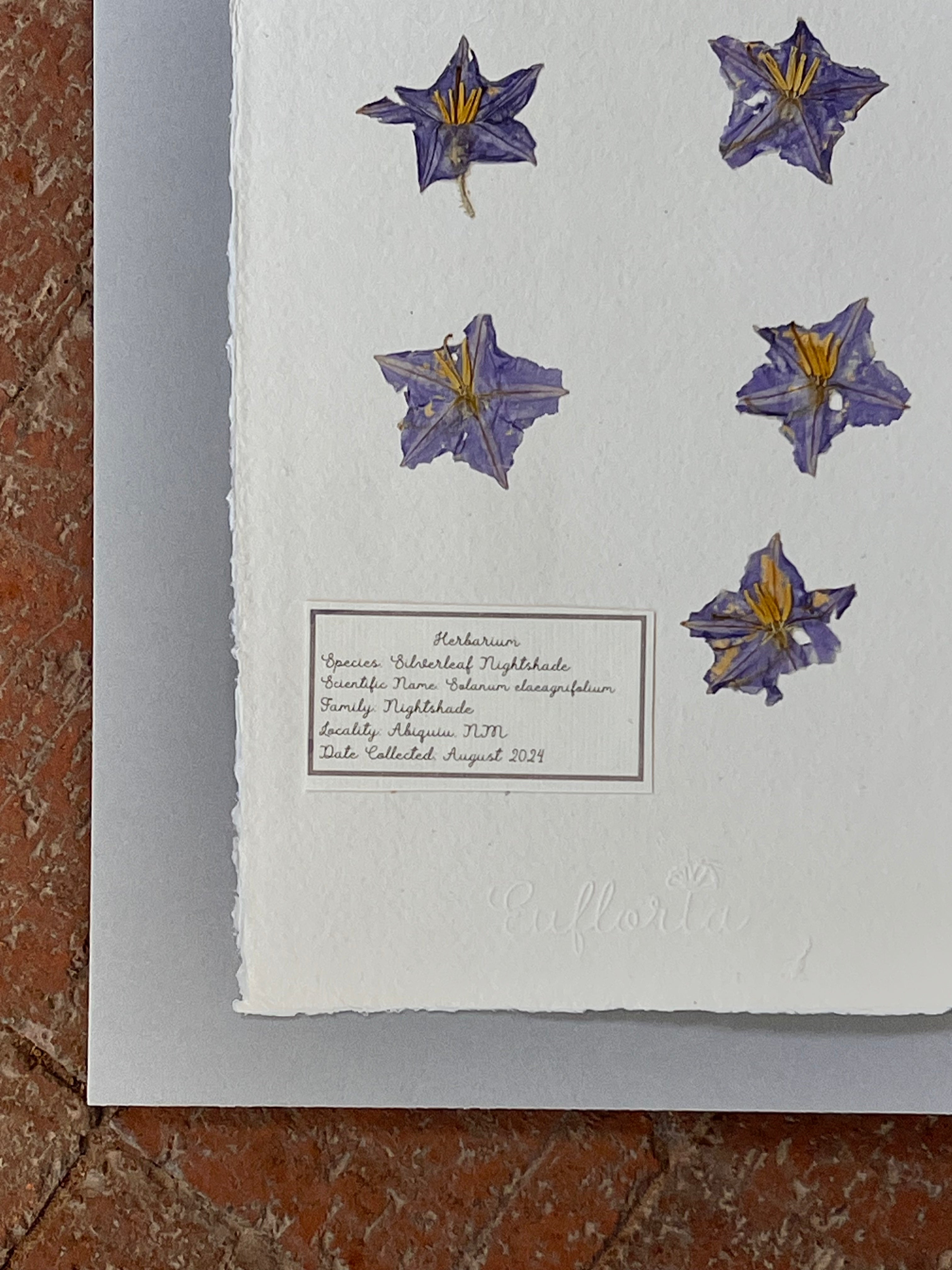 Herbarium ~ Silverleaf Nightshade ~ 8 x 10