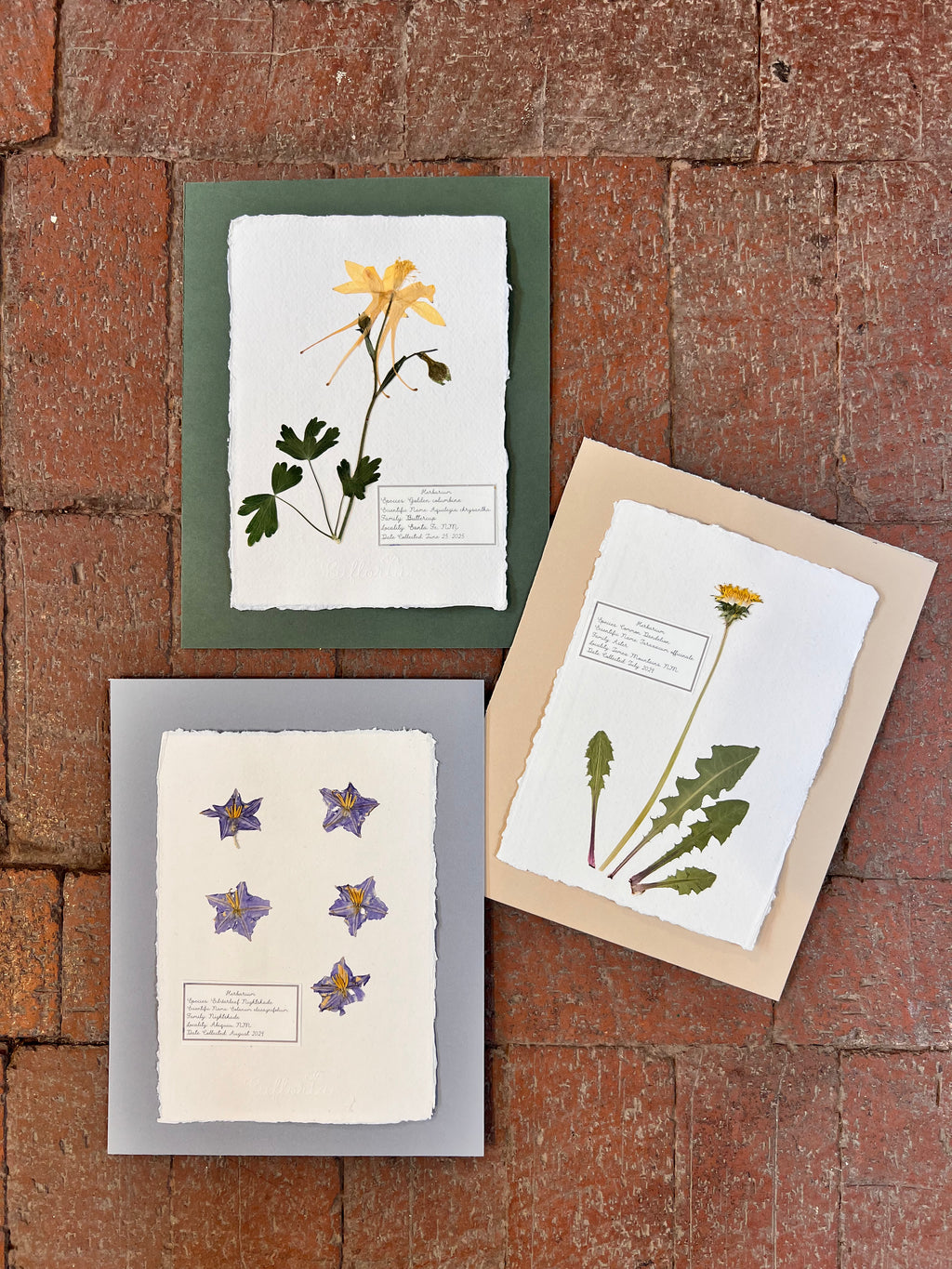 Common Dandelion ~ Herbarium ~ 11" x 14"