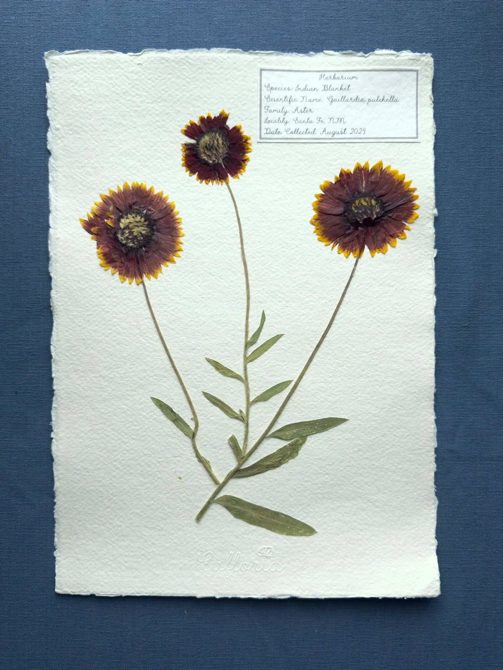Indian Blanket ~ Herbarium ~ 11" x 14"