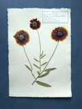 Indian Blanket ~ Herbarium ~ 11" x 14"