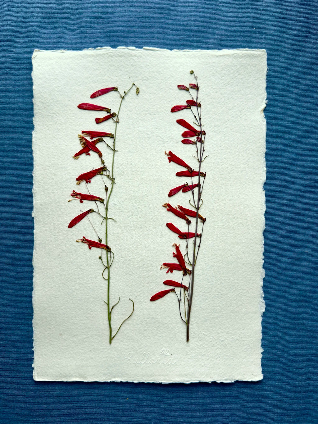 Scarlet Penstemon ~ Herbarium ~ 11" x 14"