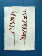 Scarlet Penstemon ~ Herbarium ~ 11" x 14"
