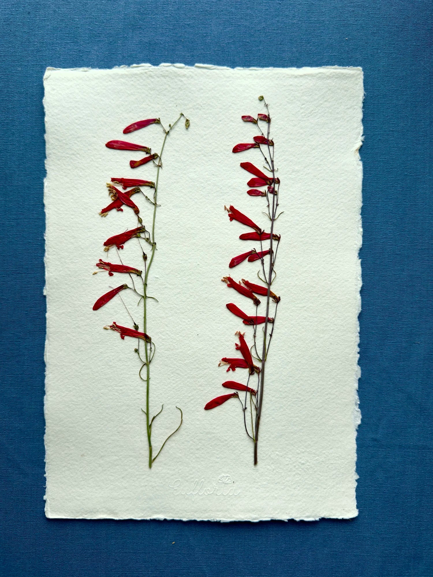 Scarlet Penstemon ~ Herbarium ~ 11" x 14"