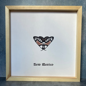 New Mexico Moth 12 x 12 print