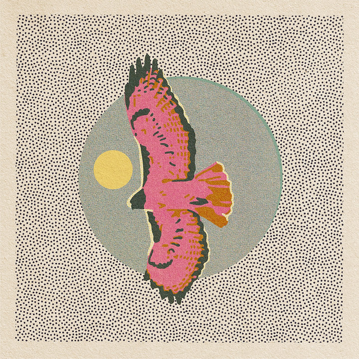 Hawk • 12”x 12” print