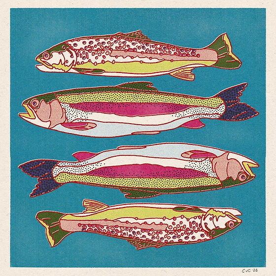 Rainbow Trout • 12”x 12” print