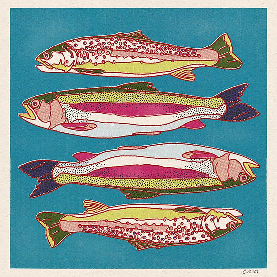Rainbow Trout 12 x 12 print
